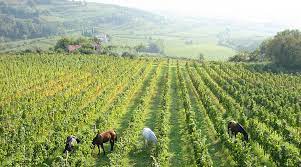 Puglia: agricoltura, pronti 48 milioni di euro del PNRR per ammodernamento macchine