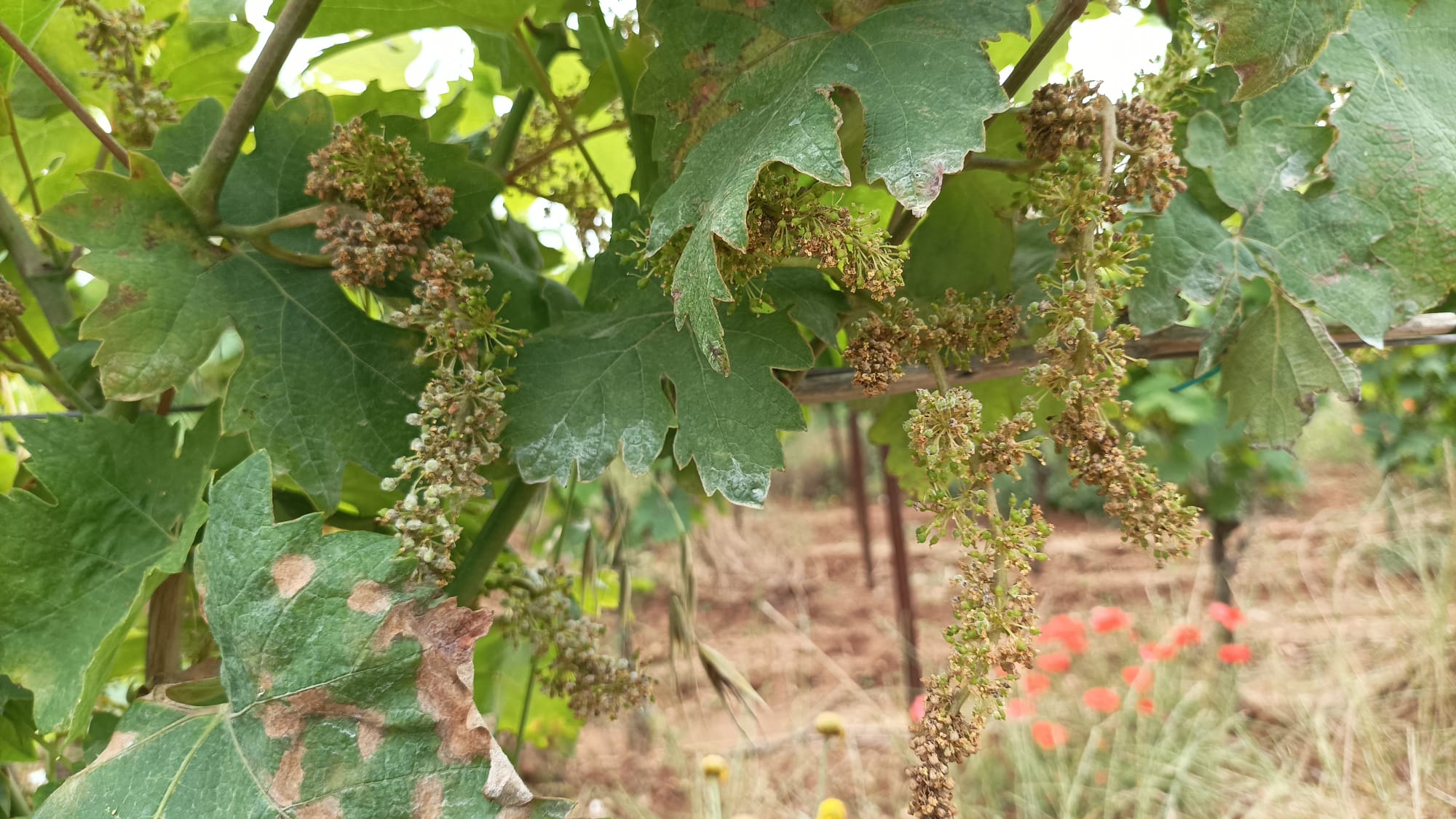 Peronospora killer, vigneti in malora nel Tarantino