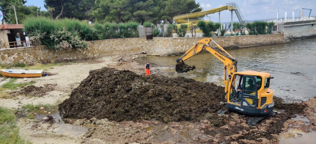 Biomasse spiaggiate, iniziata la rimozione a San Vito