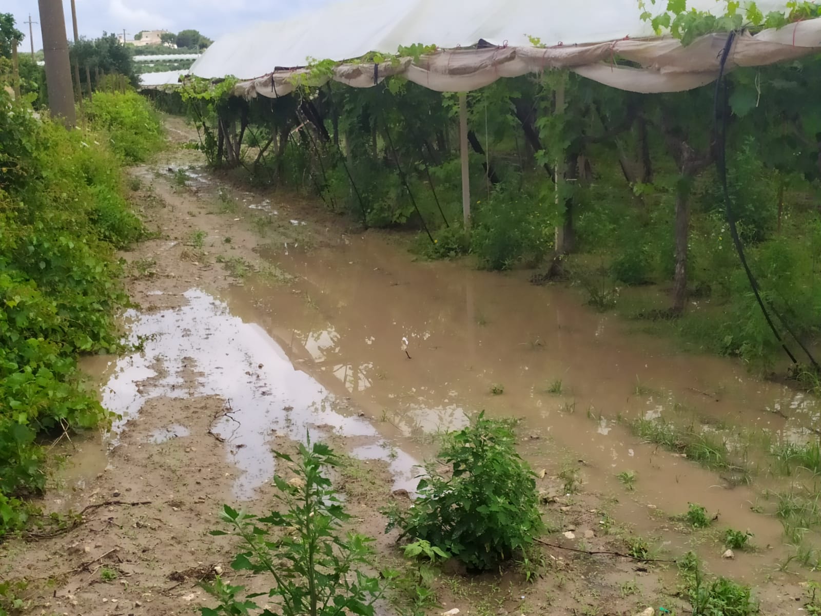 Coldiretti: pioggia salva campagne, ma 89% comuni in Puglia a rischio idrogeologico