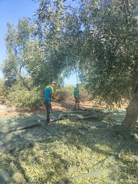 In calo gli occupati in agricoltura (-3,8%), manca manodopera per raccolta olive