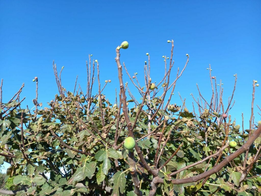 Clima, Coldiretti Puglia: novembre folle con ciliegi in fiore e fichi in produzione