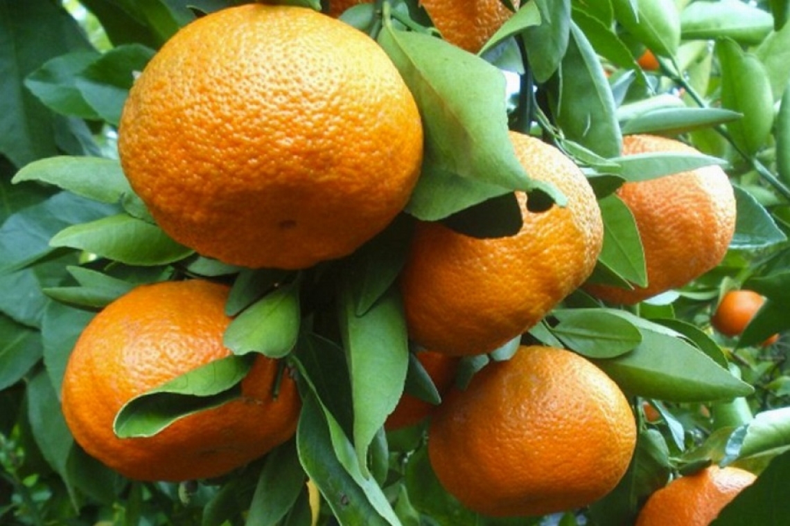 Tutela e promozione dell’Igp Clementine del Golfo di Taranto