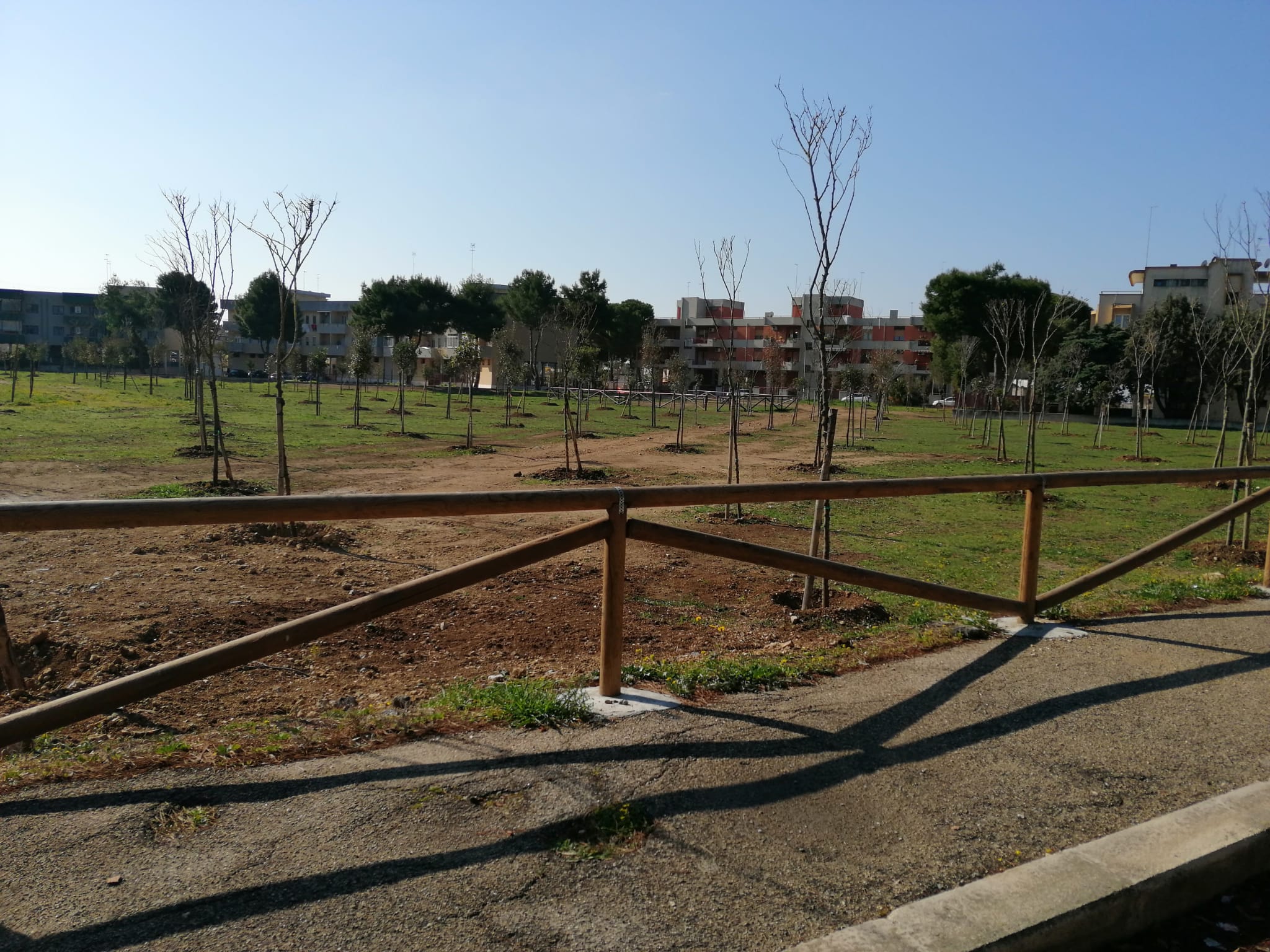 Progetto “Green Passage”, 236 nuovi alberi per la città